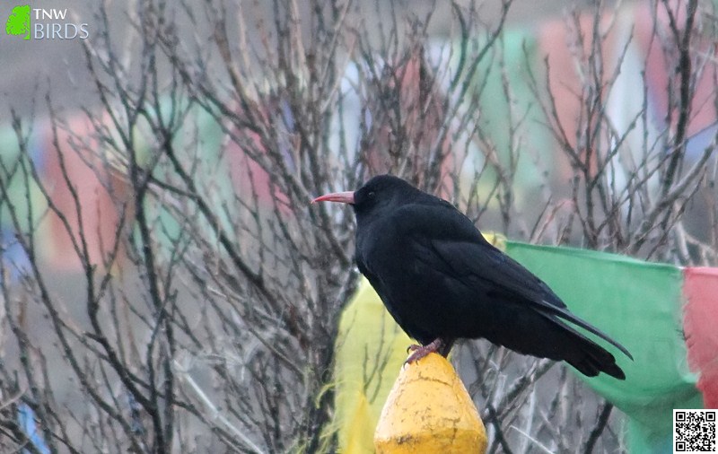 Red-billed Chough